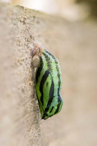 Réf. 208 568 : Maniola jurtina